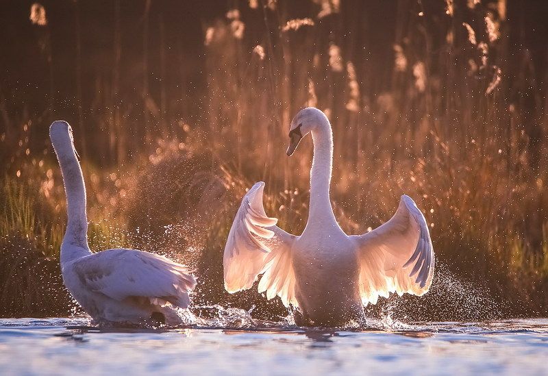 Разборки фото превью