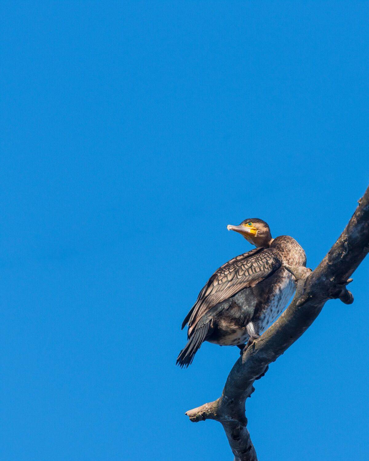 баклан, Алексей Рыльский