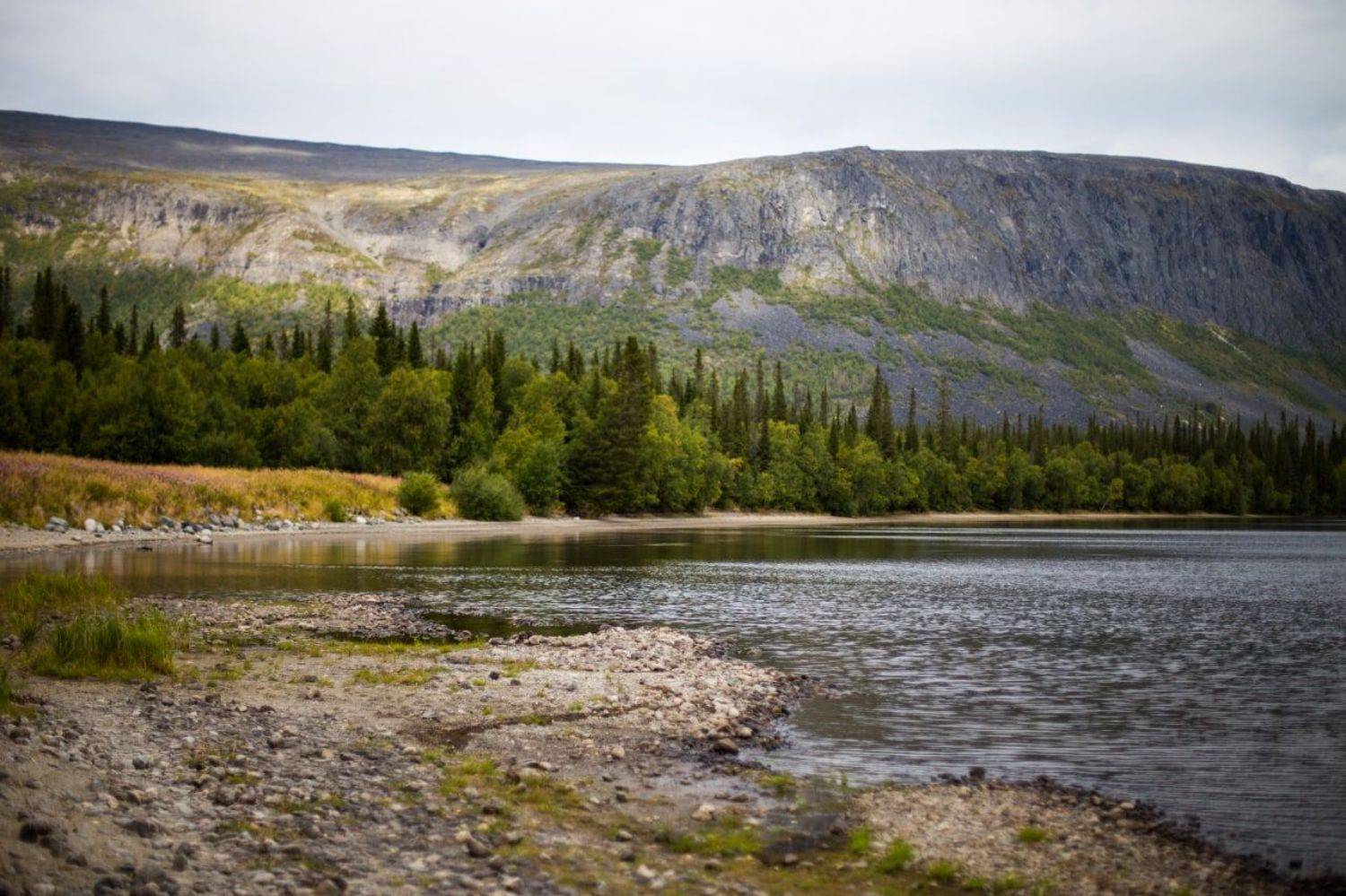 тундра, лес, озеро, лето, заказник, Алёна Салтыкова