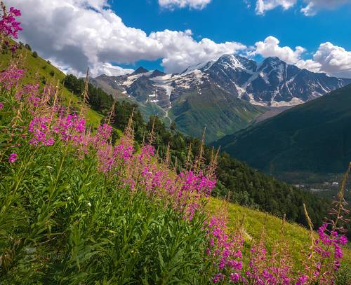 Иван-чай в Приэльбрусье
