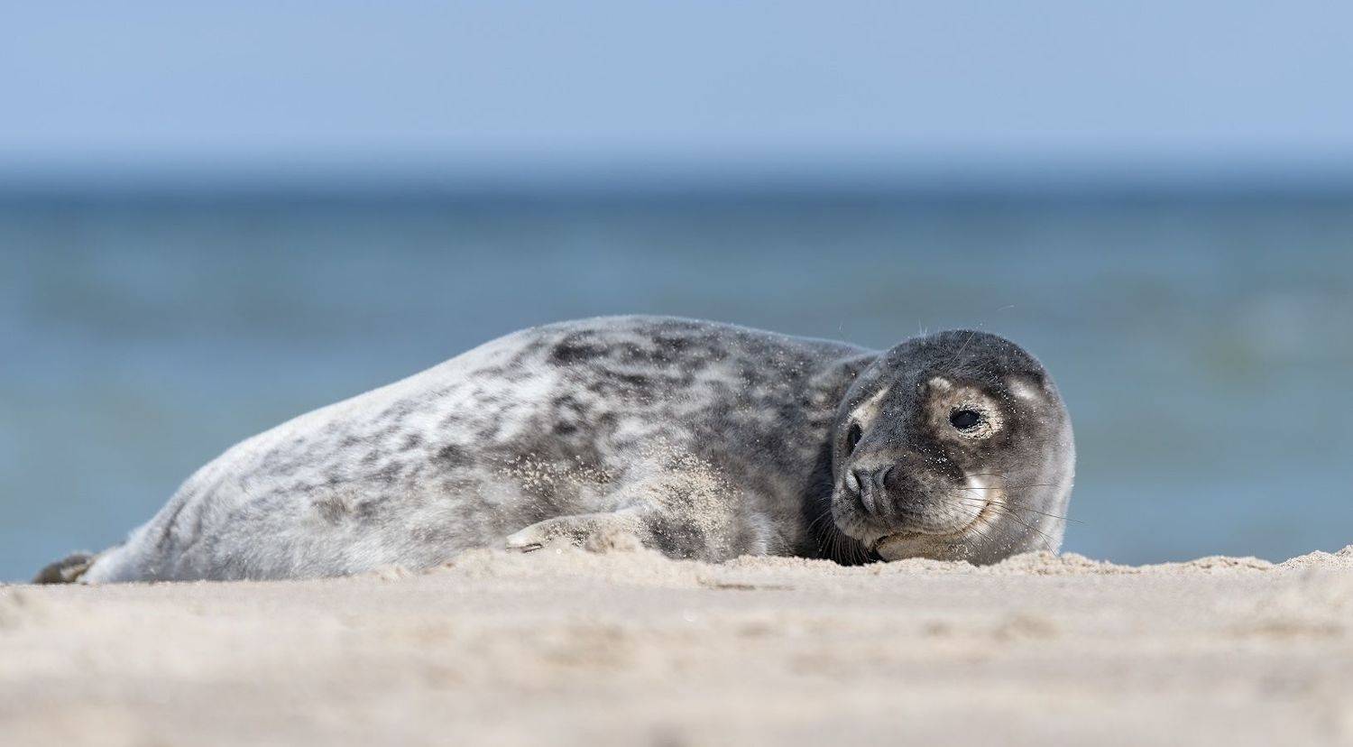 природа, нерпа, Александр Смолкин