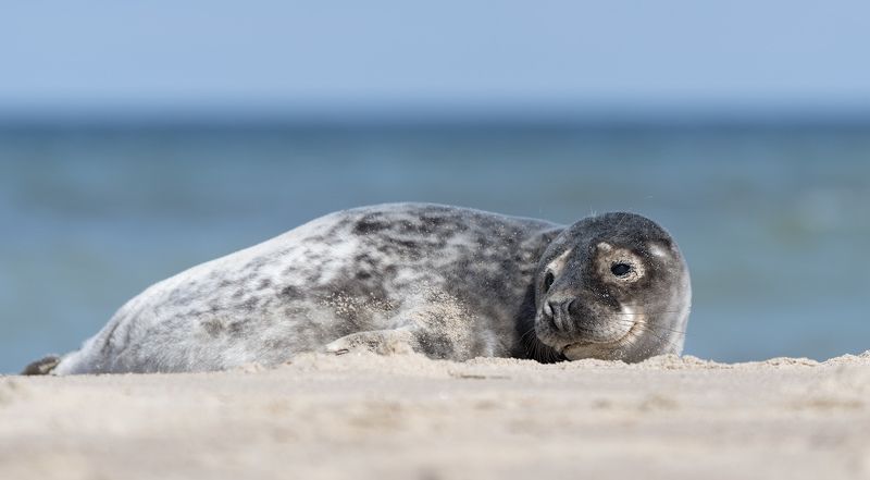 природа, нерпа Я добрый... фото превью