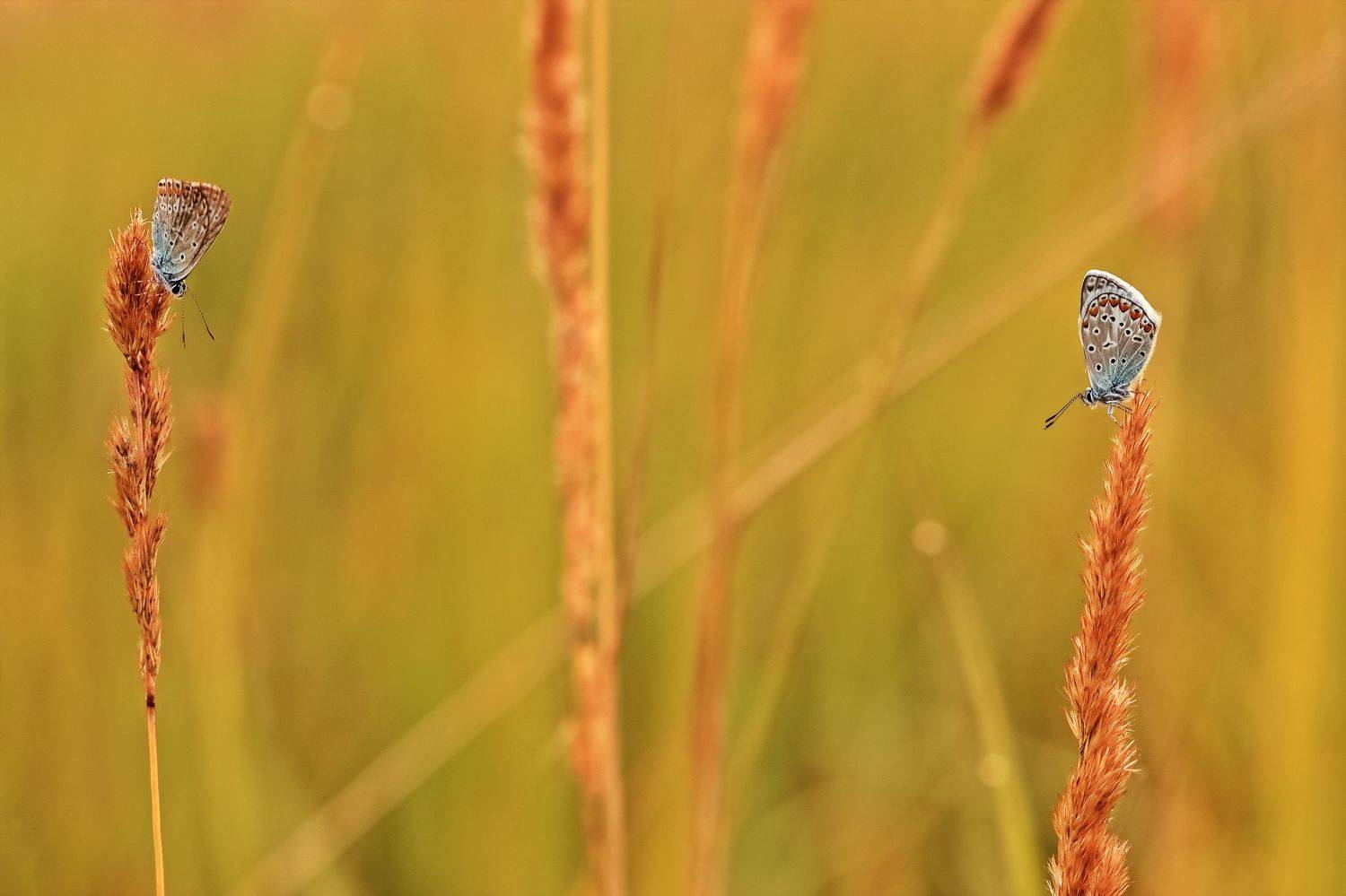 , Олег Резенов