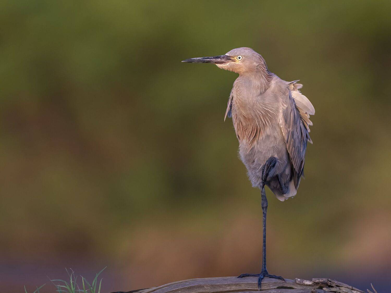 , Fernando Burgalin Sequeira