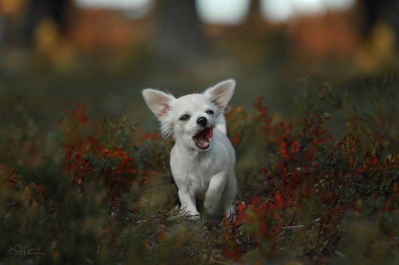 Я злой и страшный серый волк, я в поросятах знаю толк! Рррр! фото превью