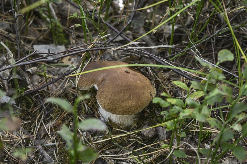 Белые грибочки в онежском лесу фото превью