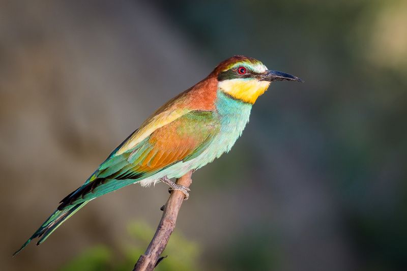 золотистая щурка, птицы, лето, birds, wildlife, bee-eater Щурка фото превью