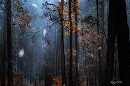  Forest cobwebs in the morning