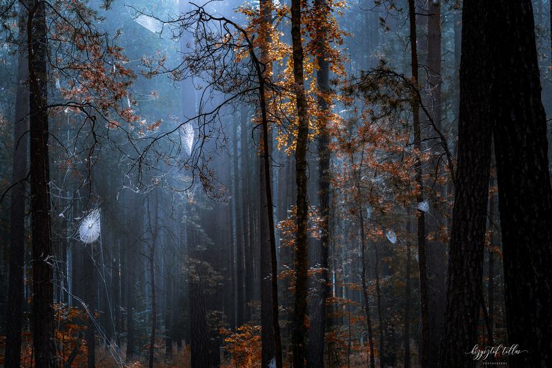 Cobwebs  spider web  nature  trees  forest  forest atmosphere  summer  dawn  light  Nikon  Forest cobwebs in the morning фото превью