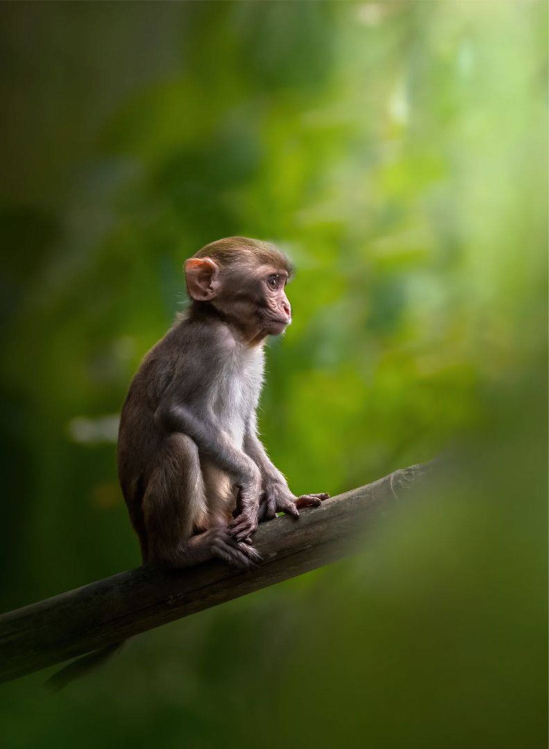 wildlife, animal, wild, nature, photography, monkey, jungle, art, focus, Jayanta Guha
