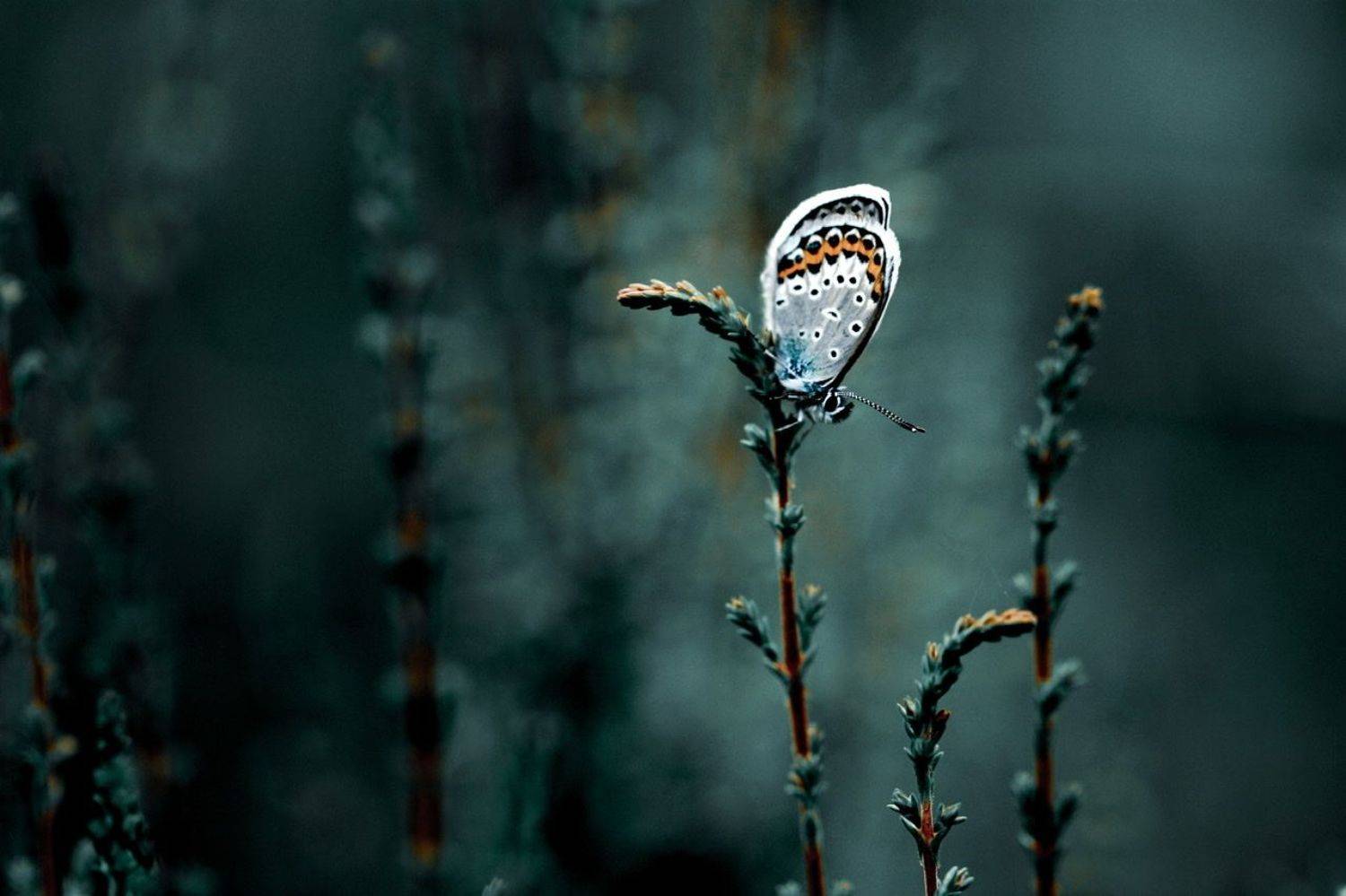 , Александра Юсупова