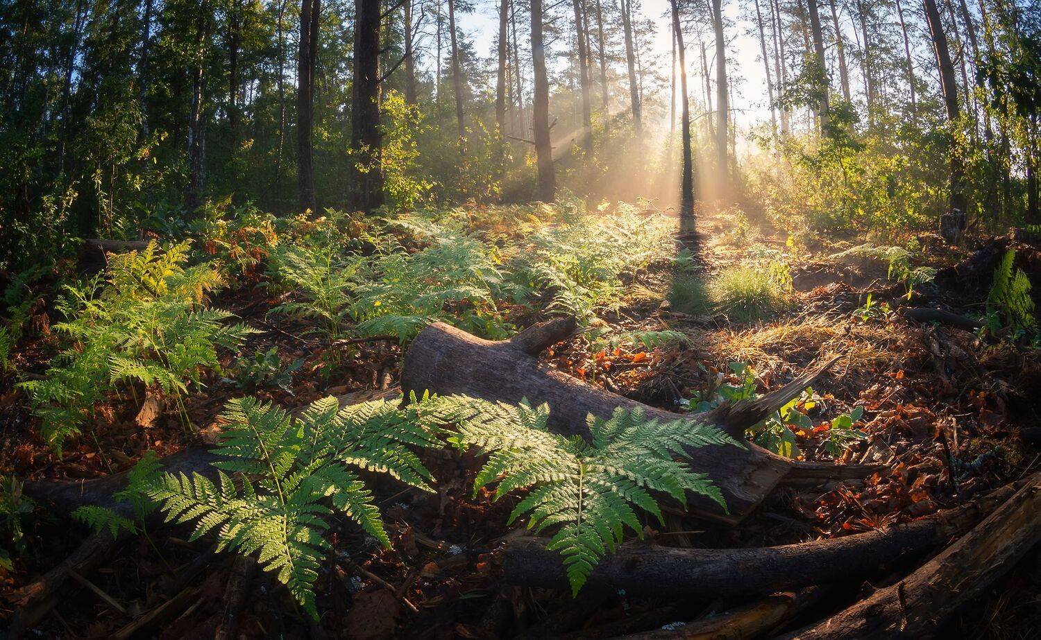 , Дмитрий Захаров