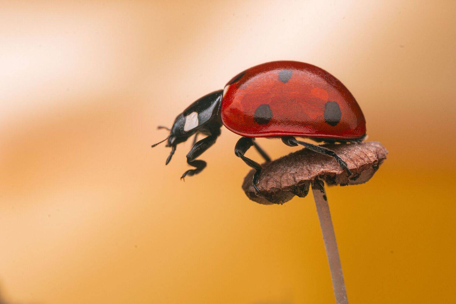 ceclii, nikon d5600,macro, Tsvetan Ganev