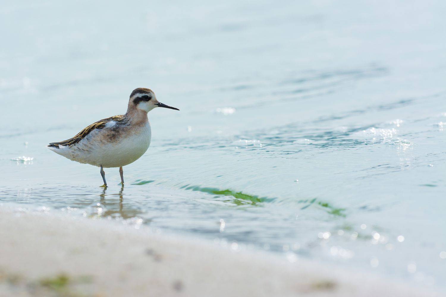 плавунчик, круглоносый плавунчик, птицы, фотоохота, воронеж, Денис Воронов