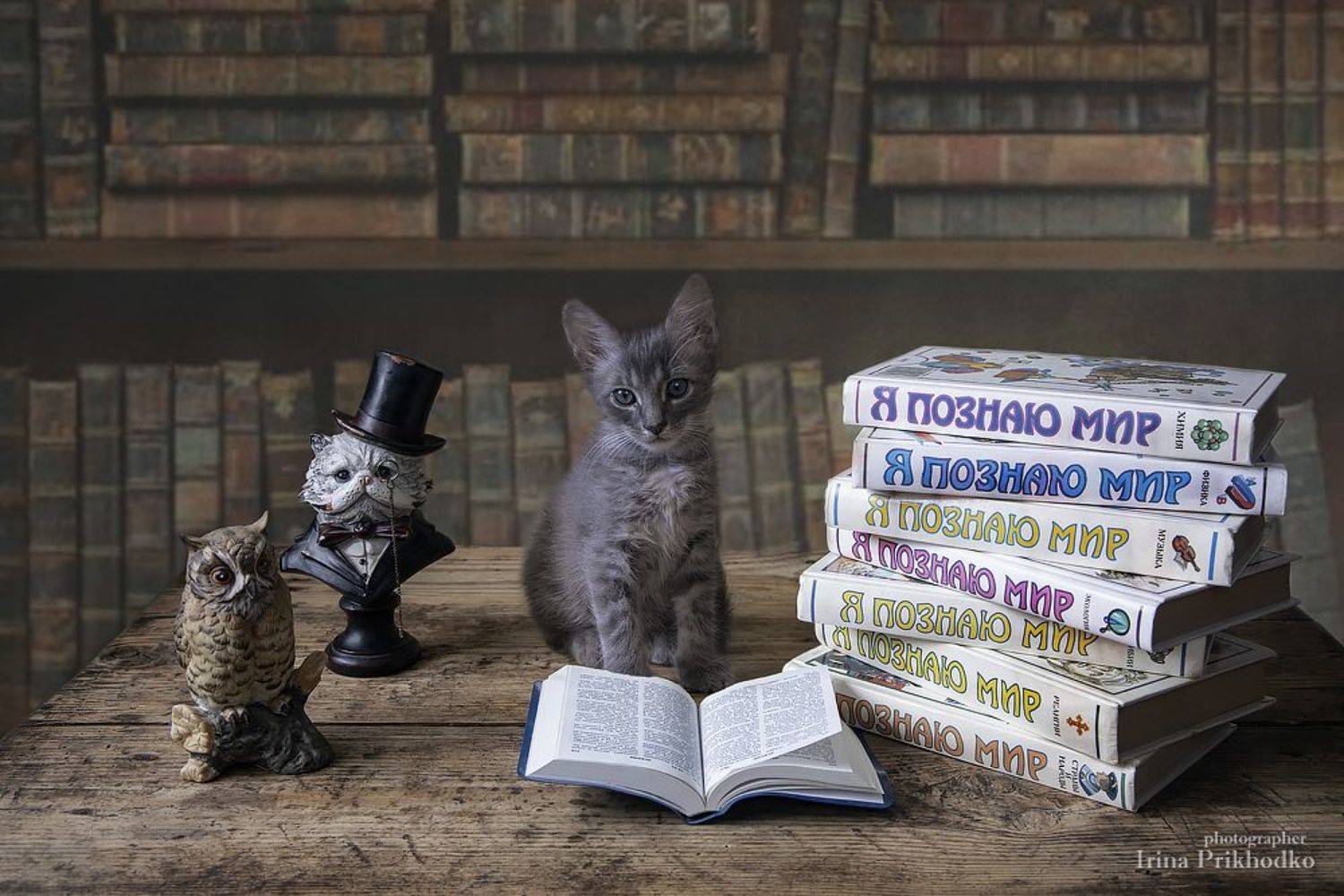 постановочное фото, домашние животные, питомцы, котенок, книги, Ирина Приходько