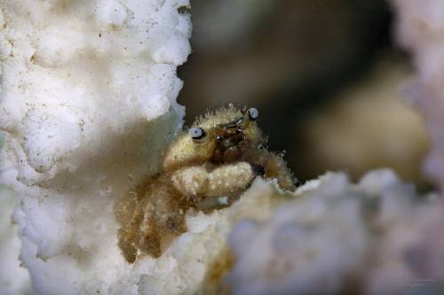 маленький краб