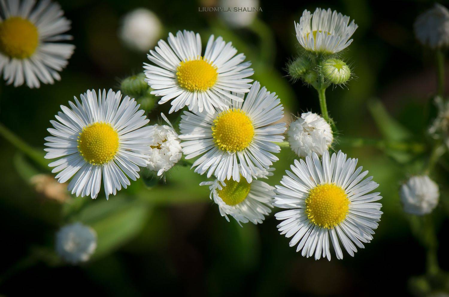 , Людмила Шалина