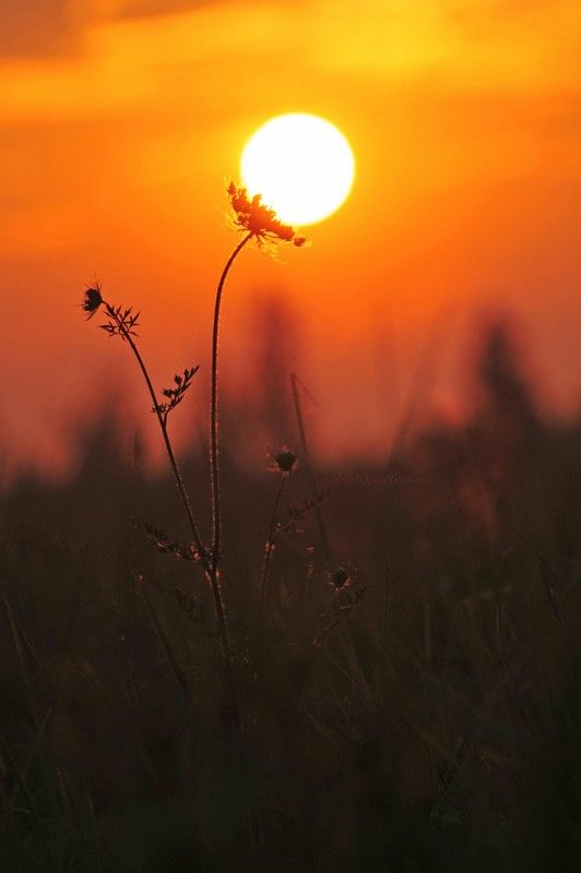 утро, солнце, цветок, пейзаж,рассвет поцелуй фото превью