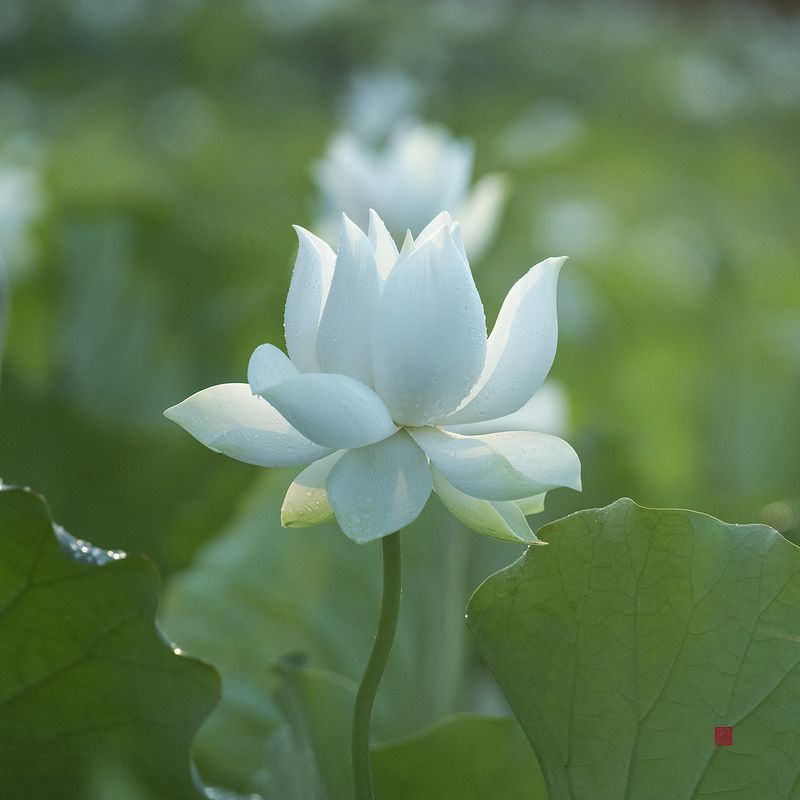 Lotus #7 фото превью