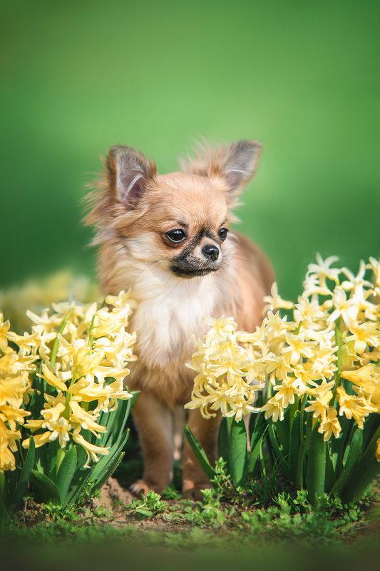 Tiny flower фото превью