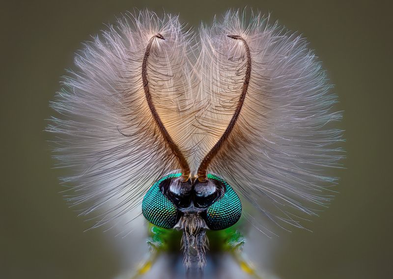 Chironomini фото превью