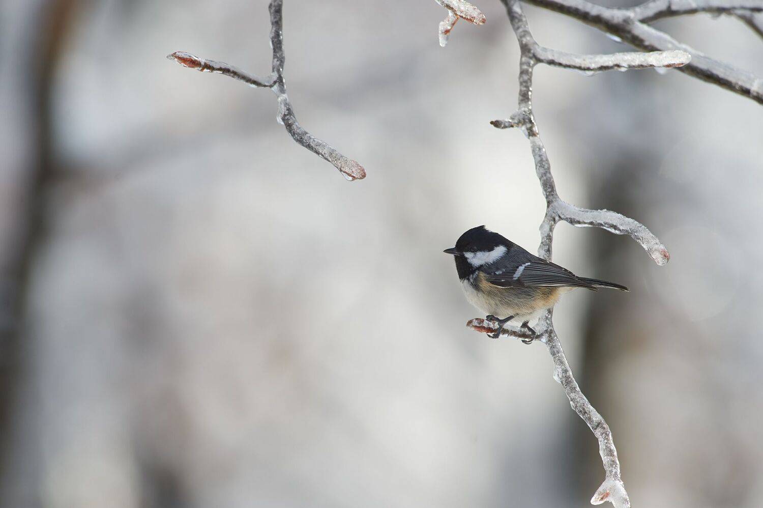 nature, wildlife, birds, Калин Ботев