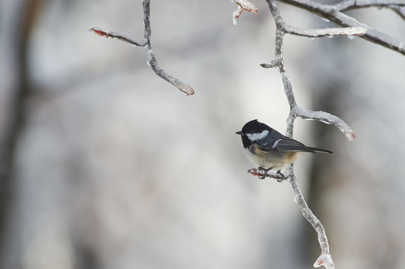 nature, wildlife, birds *** фото превью