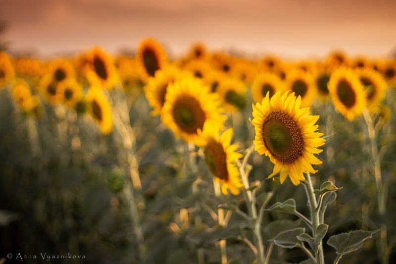 фотограф Лисичанск, семейный фотограф, детский фотограф, фотограф Северодонецк, фотосессия на природе, поле, подсолнухи, закат, Встали в ряд фото превью