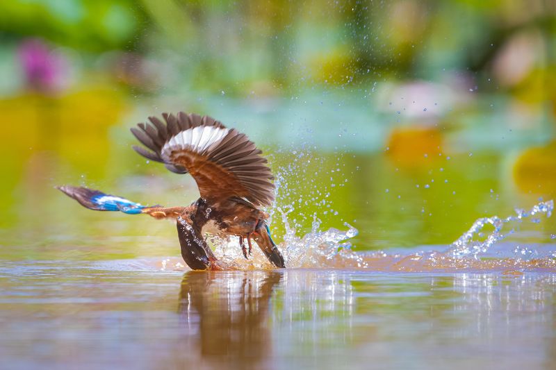bird , vorin White-throated Kingfisher 5 фото превью