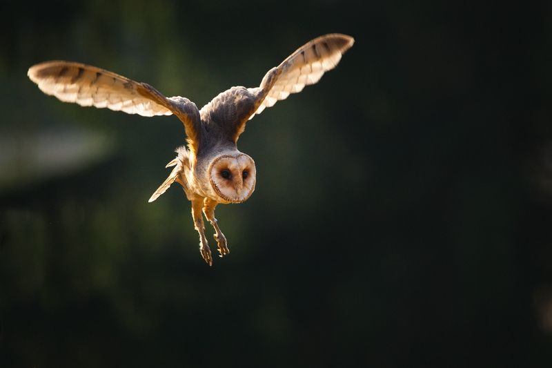 Barn Owl фото превью