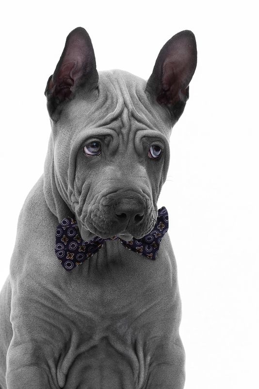 собака, животное, dog, тайский риджбек, щенок, взгляд Джентльмена обидели фото превью
