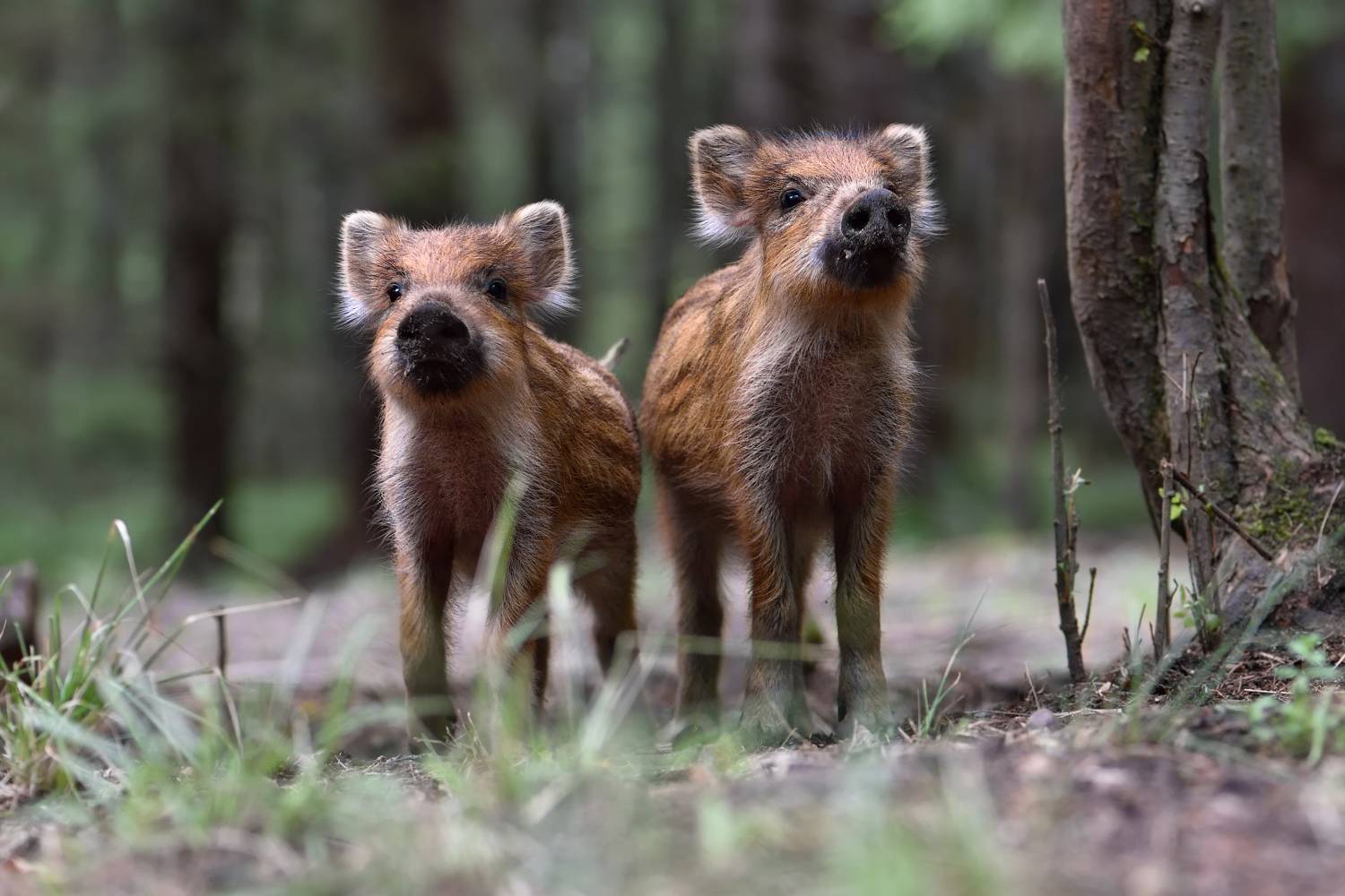 лес,животные,кабаны, Виталий Полуэктов
