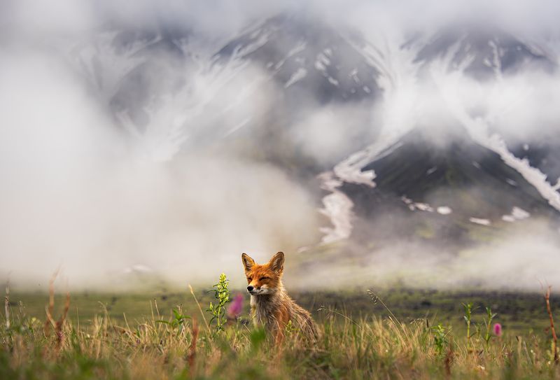Хитрый камчатский лис фото превью