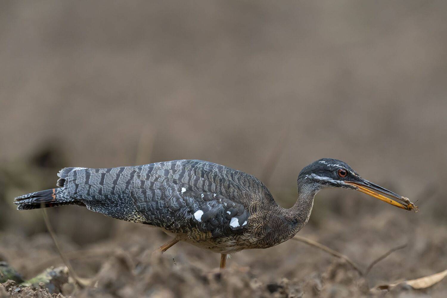 , Fernando Burgalin Sequeira