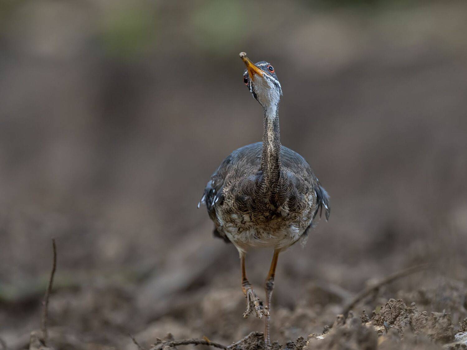 , Fernando Burgalin Sequeira