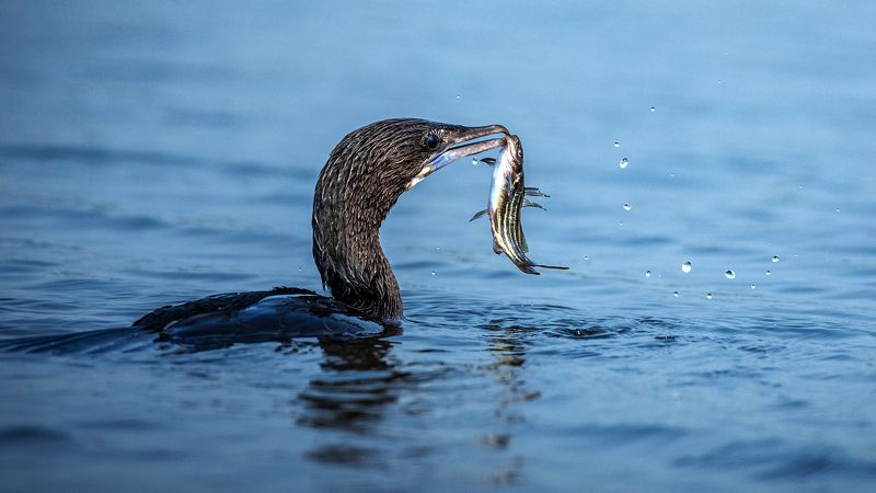 bird, animal, wild, wildlife, action, capture, moment, nature, water, action shot Cormorant With Fish фото превью