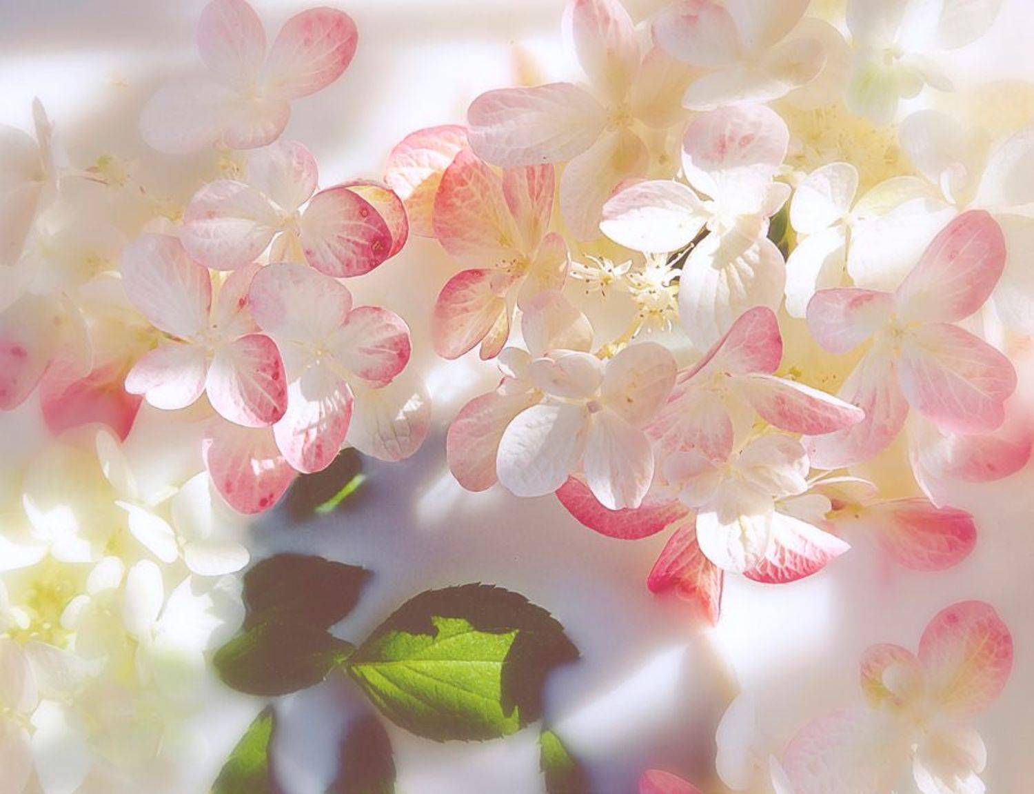 , Наталья Ковылина