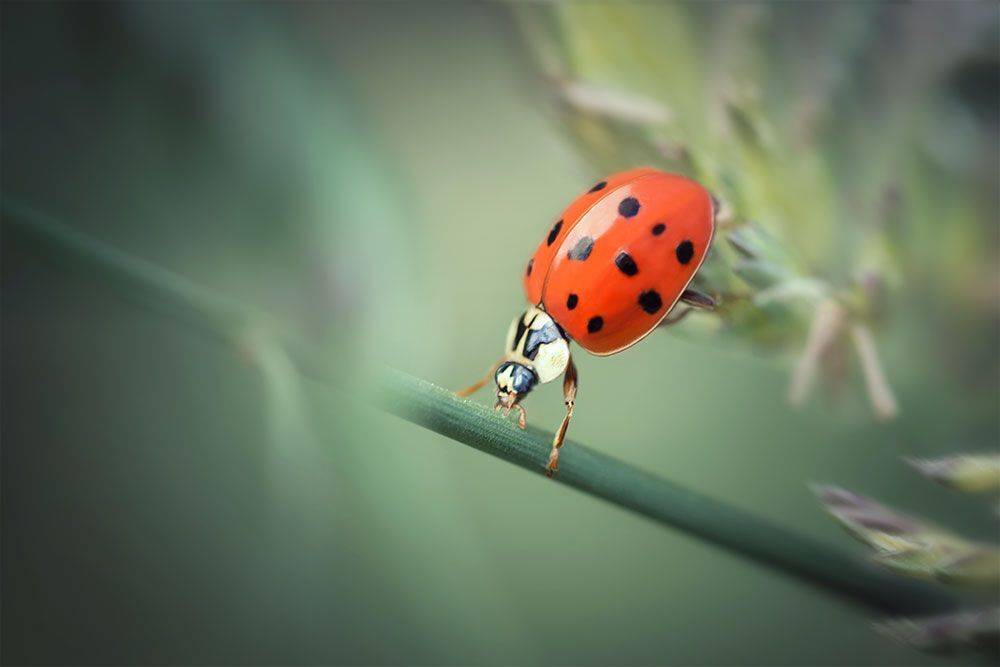 макро, божья коровка, ladybug, macro, Марина Хилько