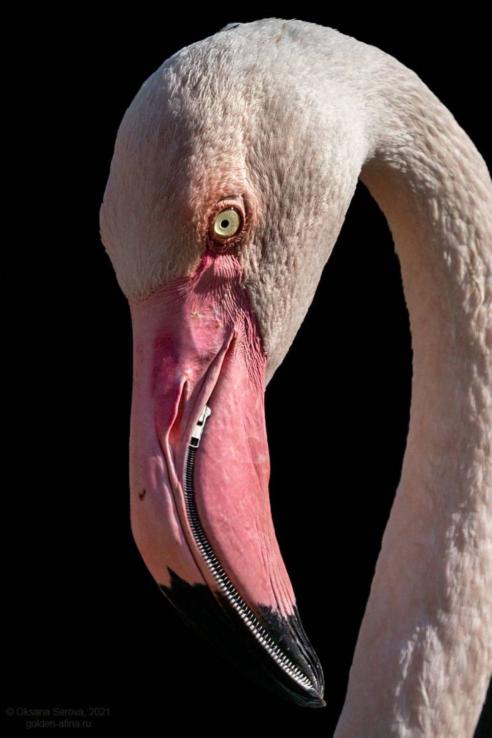 , Оксана Серова