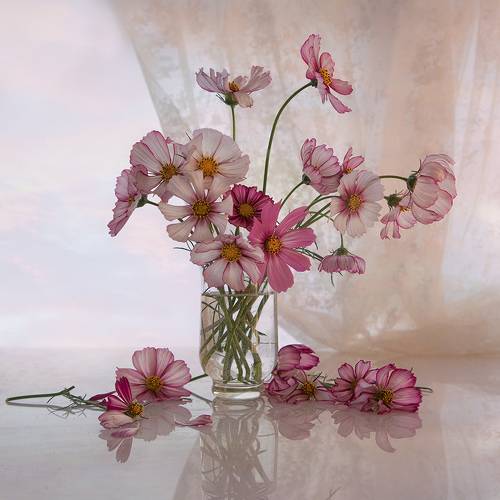 Зари оттенки на лепестках космеи