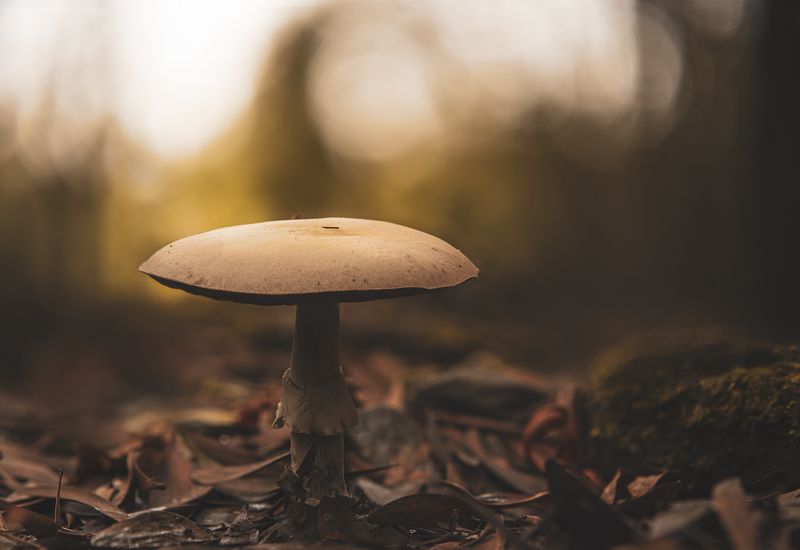 Amanita verna фото превью