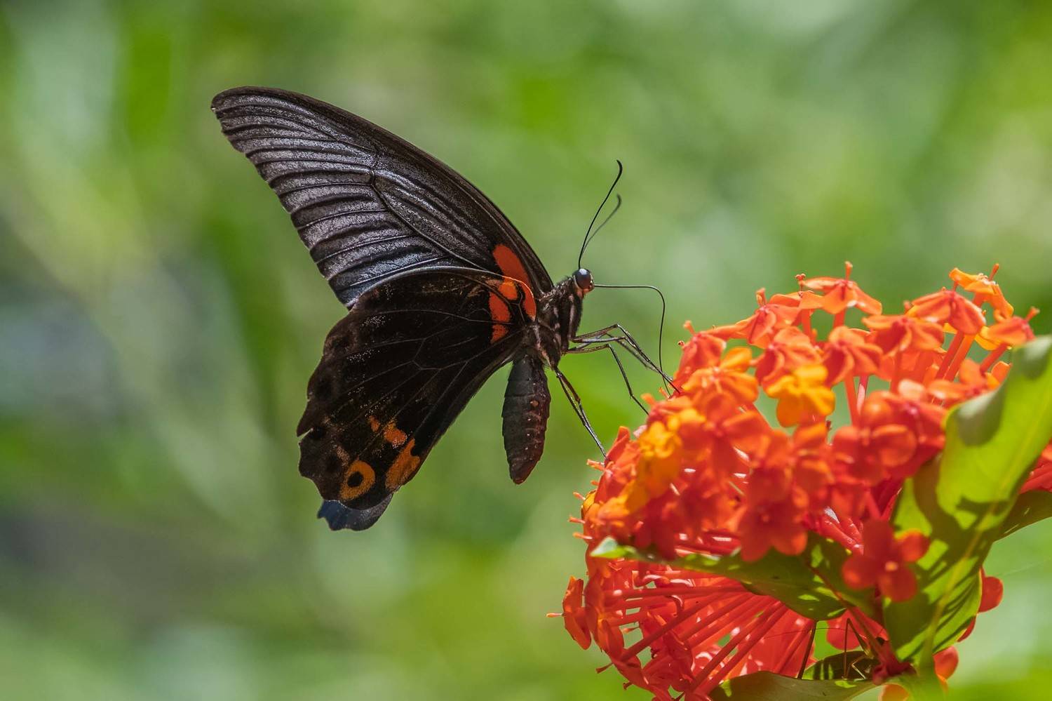 #butterfly, Benny Chan