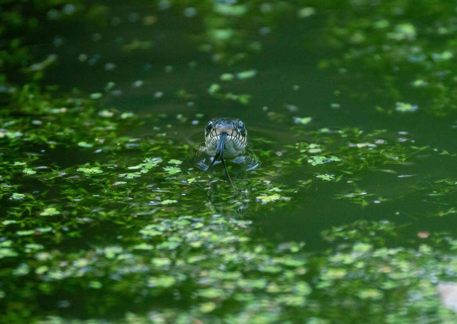 , Константин Дэм