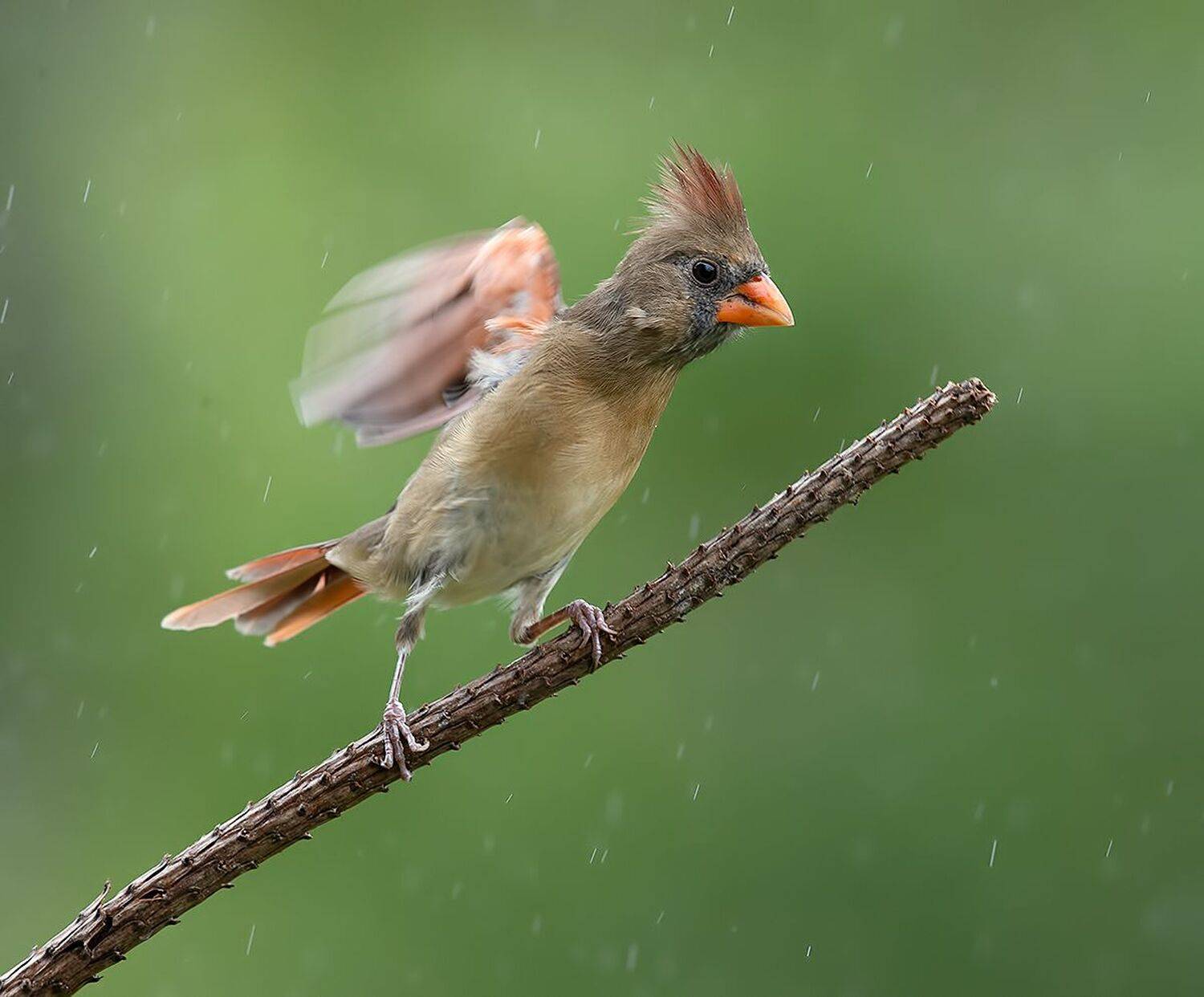красный кардинал, northern cardinal, cardinal,кардинал, Elizabeth Etkind