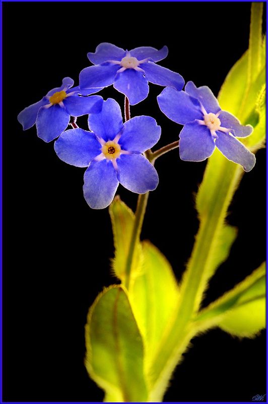 blue, close-up, color, colors, color image, flower, forget-me-not, green, macro, myosotis, nature, photography, Forget-me-not фото превью