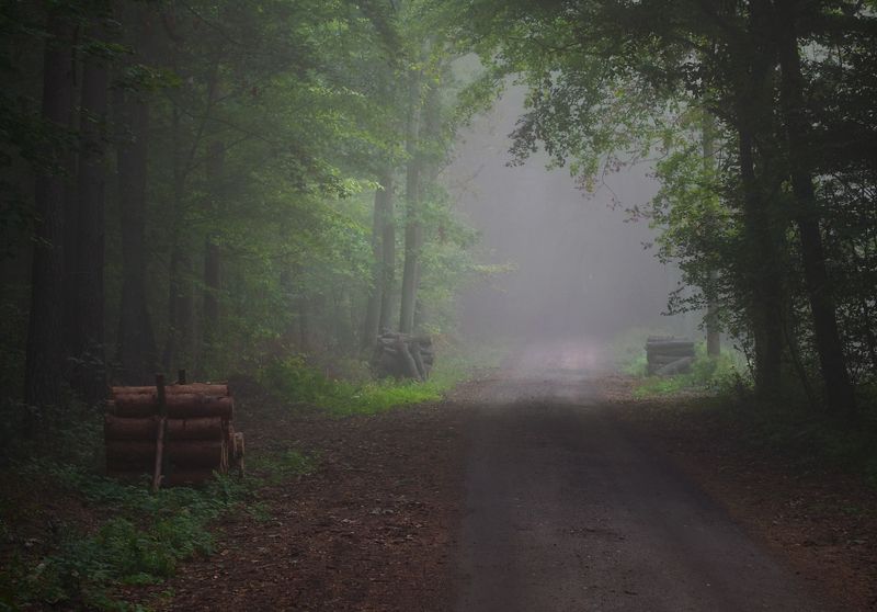 misty forest... фото превью
