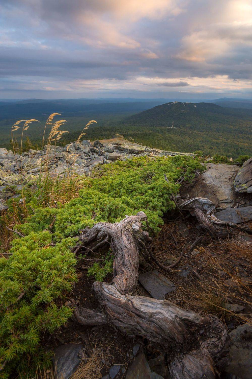горы можжевельник вечер урал лето, Жданов Дмитрий