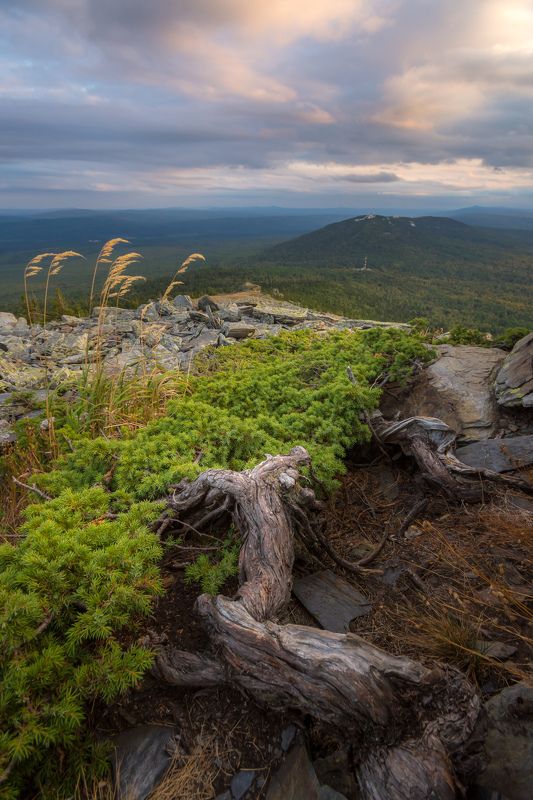 горы можжевельник вечер урал лето На склонах Уреньги фото превью