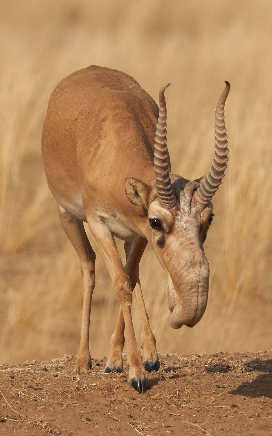 , Victor Krachkovsky