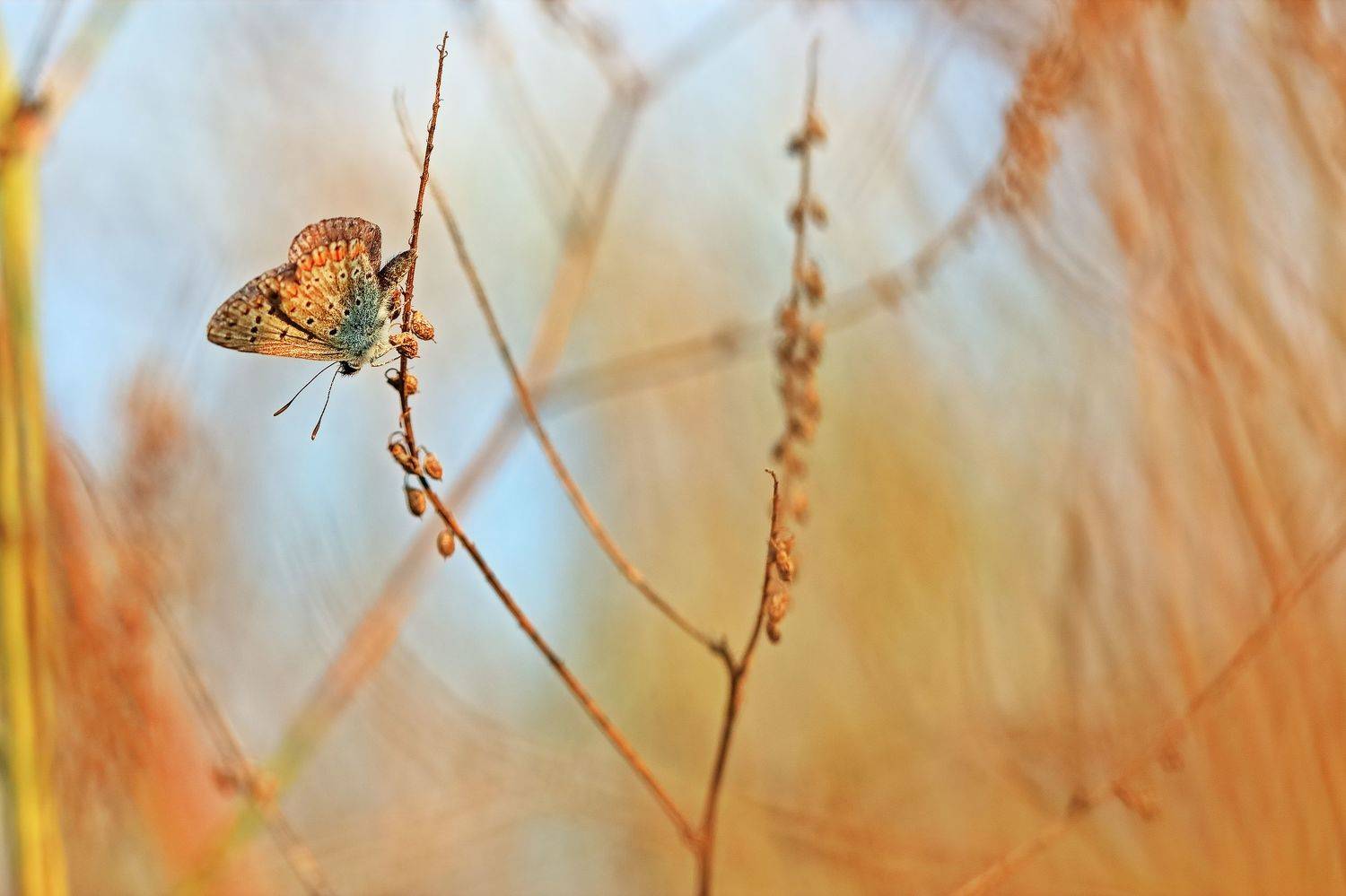 , Олег Резенов